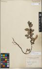 Foto von Salix glauca L.